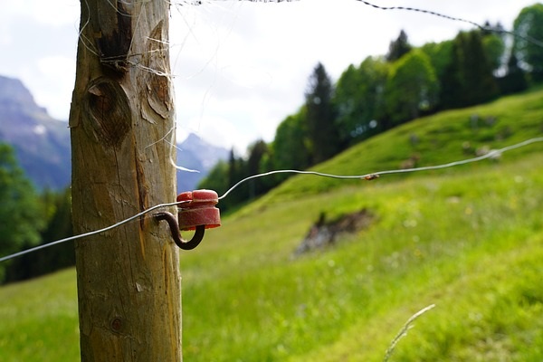 Zaunpfahl an Wiese
